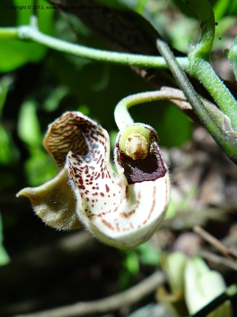 Aristolochia, Li Pan 1205292--China. Zhejiang Prov. Tian Mu Shan. 29 May 2012. DSC00348 (160).JPG