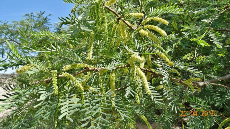 Prosopis glandulosa torreyana, Davidson, C 13168--California, Afton Canyon, 22 Apr 2016  8301 (10).JPG