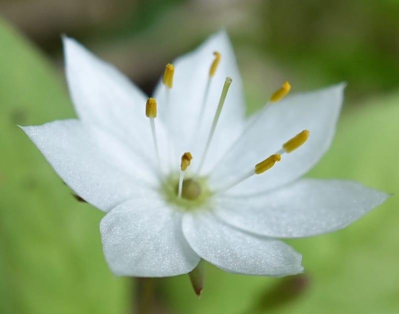 Trientalis europaea--Japan. Niigata. Sasagamine. Yu Memidaira. Forest Therapy Trail. 28 May 2016. DSC04970 (169).JPG