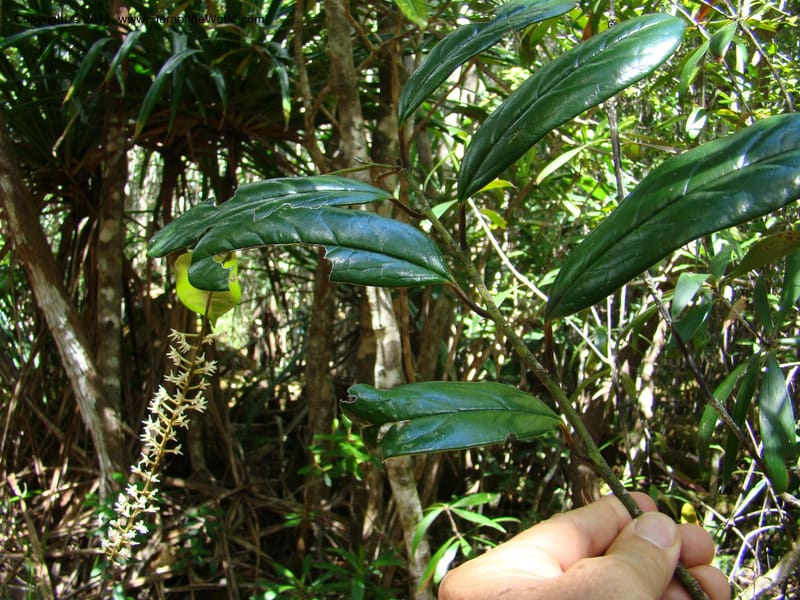 Citronella, P. Lowry 7215--New Caledonia. 618 (14).jpg