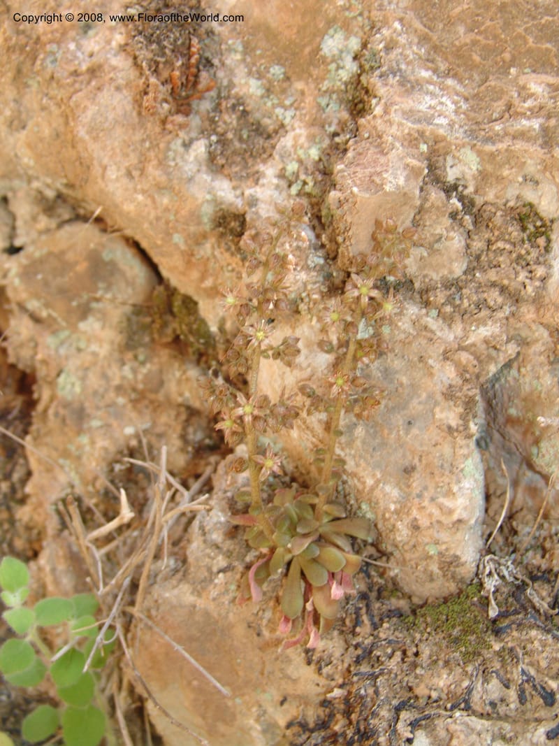 Sedum creticum v. monocarpicum--Crete. Samaria Gorge. 27 May 05. 144.jpg