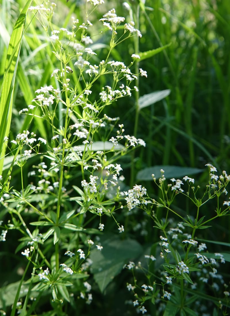 Galium asperrimum, C. Davidson 14086--ID. Valley Co. Lick Creek Rd. 4 Aug 2020. DSC06325 (31).JPG