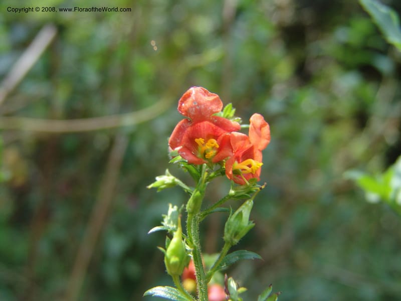 Alonsoa, Croat93224--Ecuador. Prov. Pichincha. Old hwy Quito to Sto. Domingo. 12 Aug 04. 097.jpg