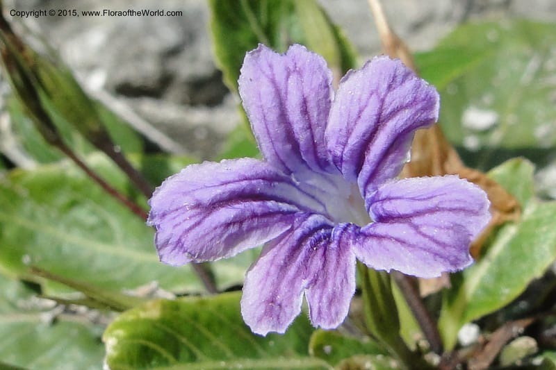 Ruellia hygrophila, W. D. Stevens 31292--Paraguay. Edo. Concepcion. Garay Cue. 21 Mar 2011. 147 (11).jpg