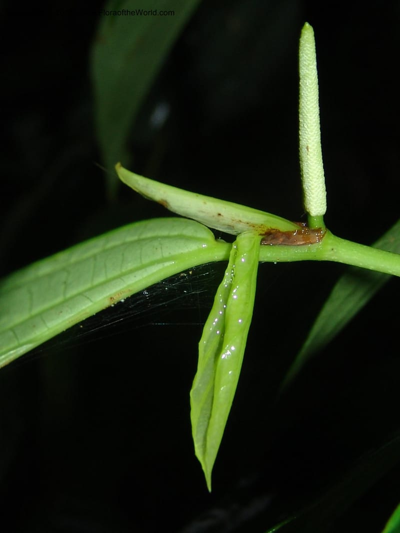 Piper crassinervium, AAraujoM1186--Bolivia. Pq. N. Madidi. Rio Tuichi, Rudidi Cr. 28 Nov 04. 178.jpg