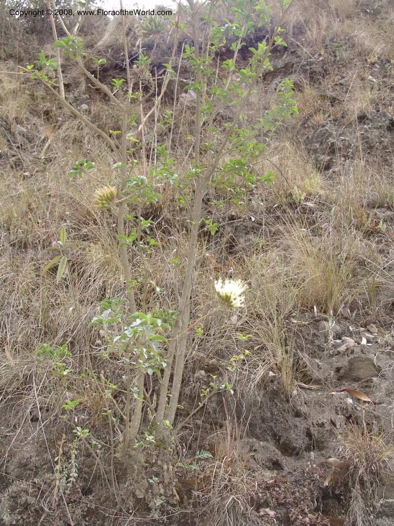 Cantua, RVasquez32906--Peru. Prv Pauctb. Rd to Manu NP. 28 Oct 07. 001.jpg