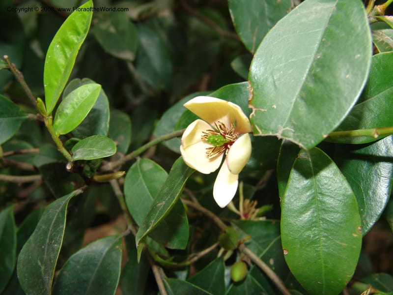 Michelia figo, 070883602--China. Hubei. Wuhan Botanical Garden. 20 Apr 07. 055.jpg