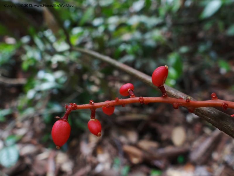 Lepisanthes, Buerki 339--Malaysia, Sabah. Kebun Cina. 12 Apr 2012. DSC08489 (9).JPG