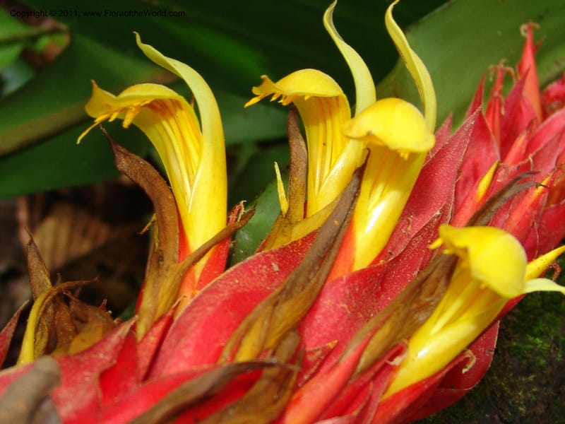 Pitcairnia ferrell-ingramiae, Croat95131--Ecuador. Esmeraldas. Alto Tambo. 21 Feb 05. 249 (10).jpg