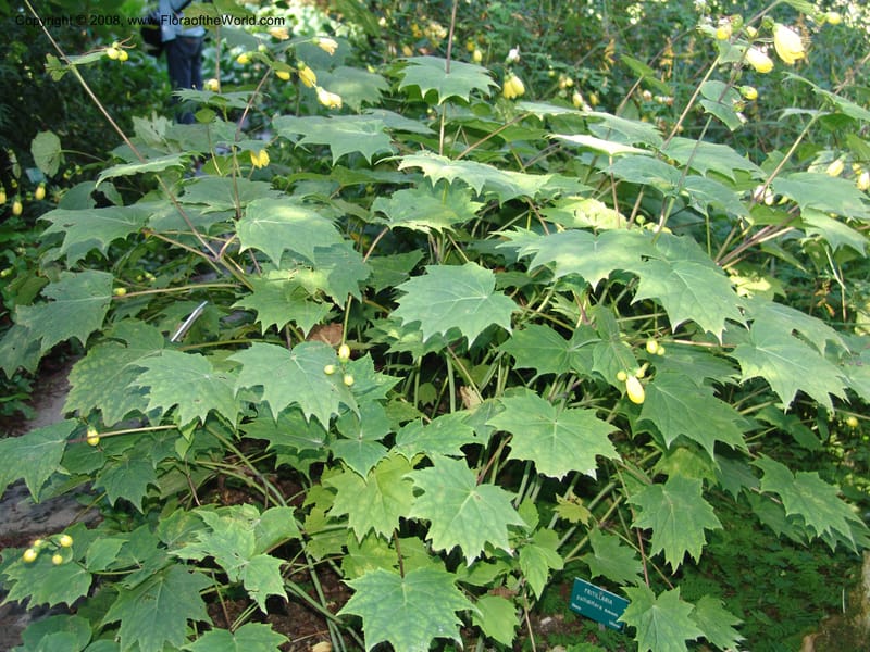 Kirengeshoma palmata--France. Paris. Jardin des Plantes. 4 Sep 07. 121.jpg
