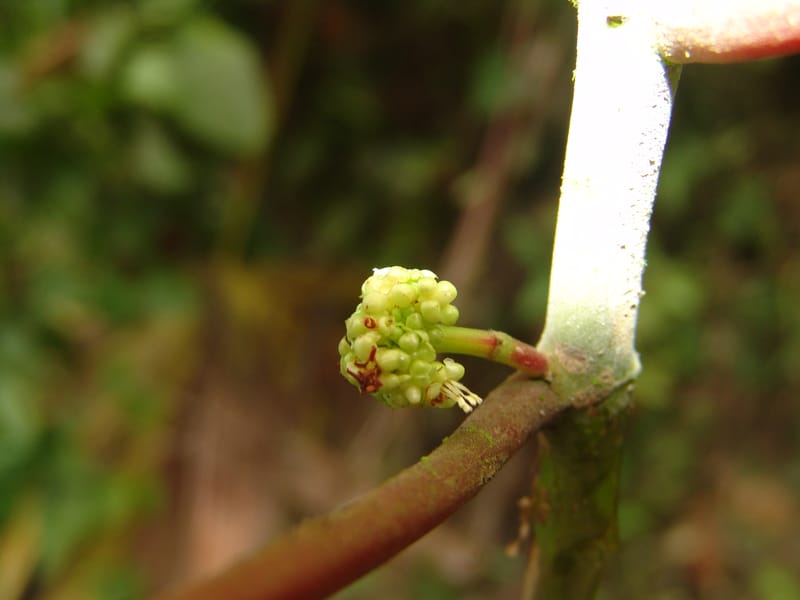 Clidemia, Croat 93406--Ecuador. Prov. Cotopaxi. Guayacan-Pucayacu. 14 Aug 04. 027 (5).jpg