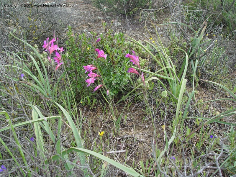 Gladiolus illyricus--Spain. Almeria Prv. Cantera de los Yesos, off AL140. 16 Apr 04. 018.jpg