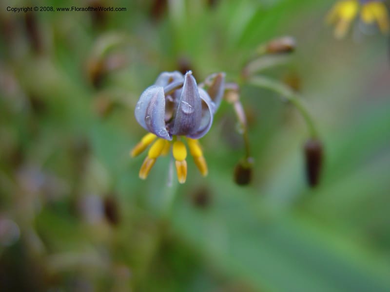 Dianella tasmanica--CA. UCLA. Mathias Bot. Garden. 13 Feb 03. 009.jpg