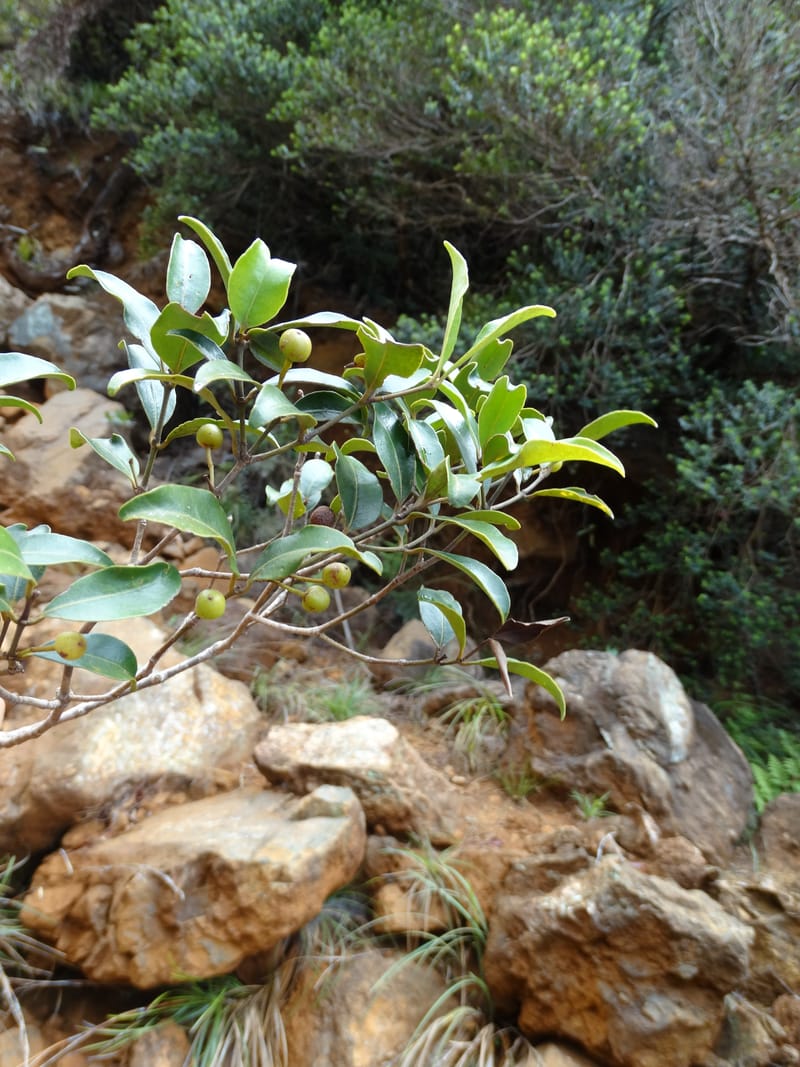 Austrobuxus, Munzinger, J 7480--New Caledonia. PinPin. 20 Nov 2015. DSC03938 (20).JPG