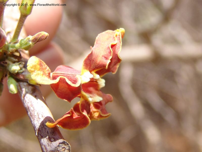 Strophanthus boivinii, ROR1482--Madag. Orangea For. Res. near Antsiranana. 5 Nov 06. 303.jpg