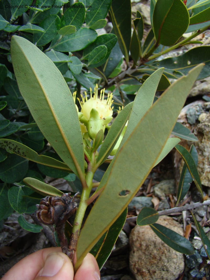 Xanthostemon, JMunzinger4732--New Caledonia. Poum Mine. 13 Nov 07. 034.jpg