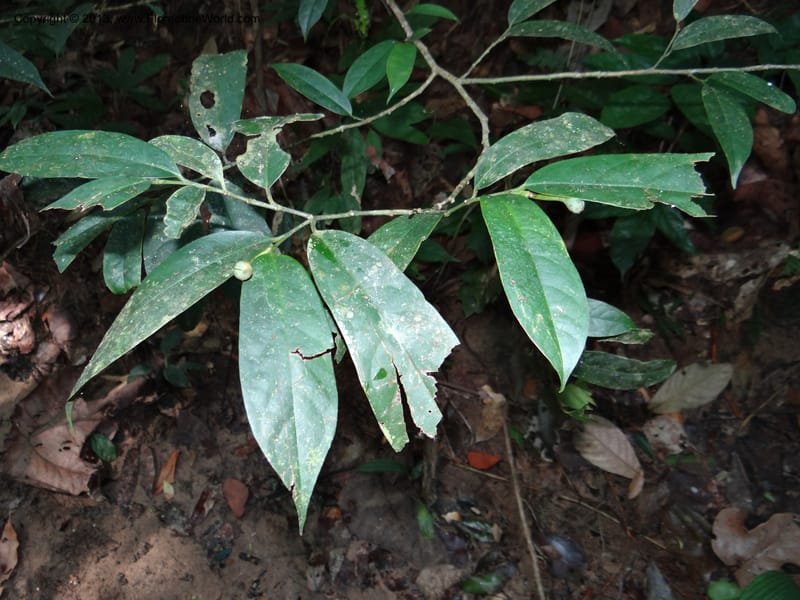 Anaxagorea, VC 5656--Thailand. Trang. Khao Baan Thad. 17 Nov 2012. DSC00079 (59).JPG