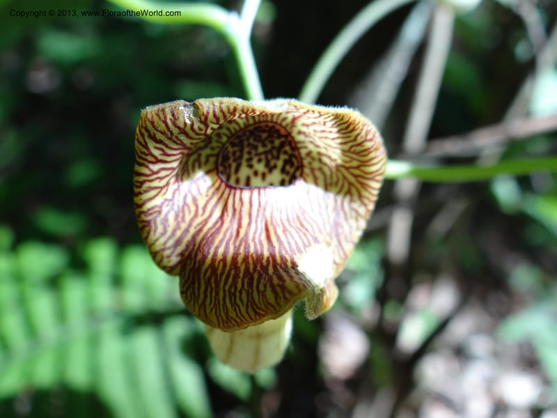 Aristolochia, Li Pan 1205292--China. Zhejiang Prov. Tian Mu Shan. 29 May 2012. DSC00348 (149).JPG