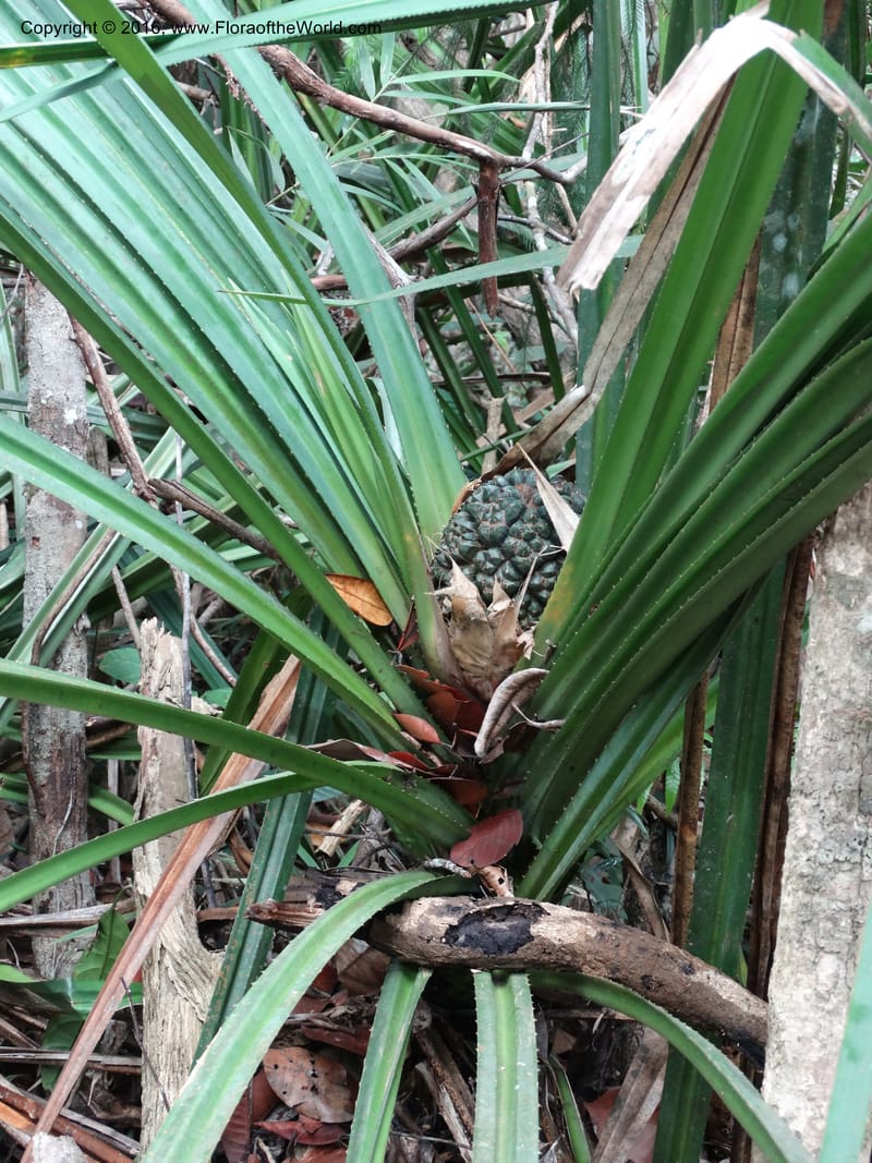 Pandanus occultus, Callmander, C 1183--Sabah. G. Silam. 1 Oct 2014. DSC00937 (217).JPG