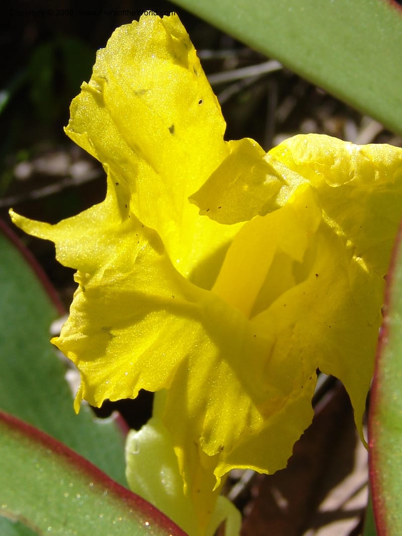 Costus, GSimon1492--Tanz. Ulanga Dist. Miombo. Ca. 10 km N of Mahenge. 18 Feb 06. 489.jpg