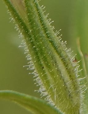 Microsteris gracilis, C. Davidson 13756--Oregon. Wallowa Co. Zumwalt.Trail Cr. Rd. 4 Jun 2018. DSC04078 (239).JPG