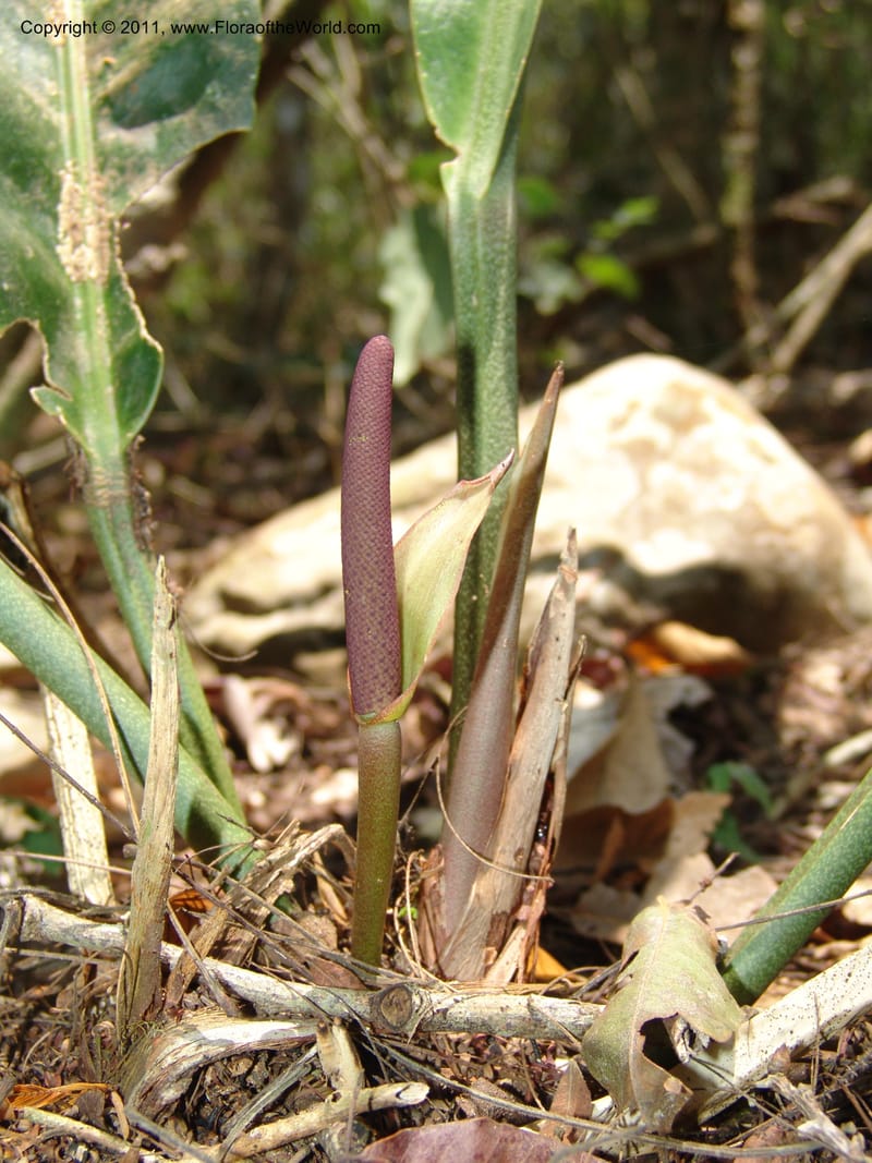Anthurium plowmanii, AraujoM2908--Bolivia. F. Tamayo. Rio Machariapu. 17 Sep 06. 283 (15).jpg
