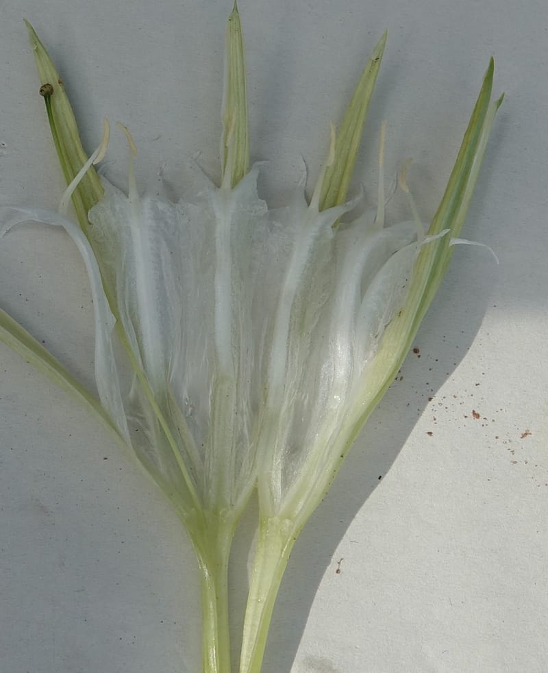 Pancratium tenuifolium, L. Nanyeni 1257--Namibia. Hwy D1471, S of Eningu Farm. 28 Mar 2018. DSC03969 (19).JPG