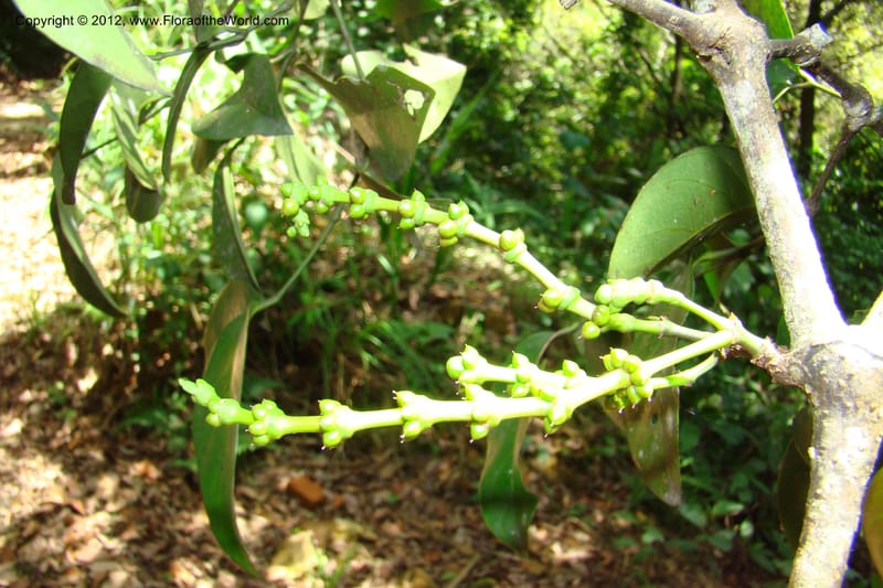 Gnetum, Regalado 1754--Viet Nam. Thua Thien Hue Prov. Phu Loc Distr. Bach Ma. 13 Apr 09. 449.jpg