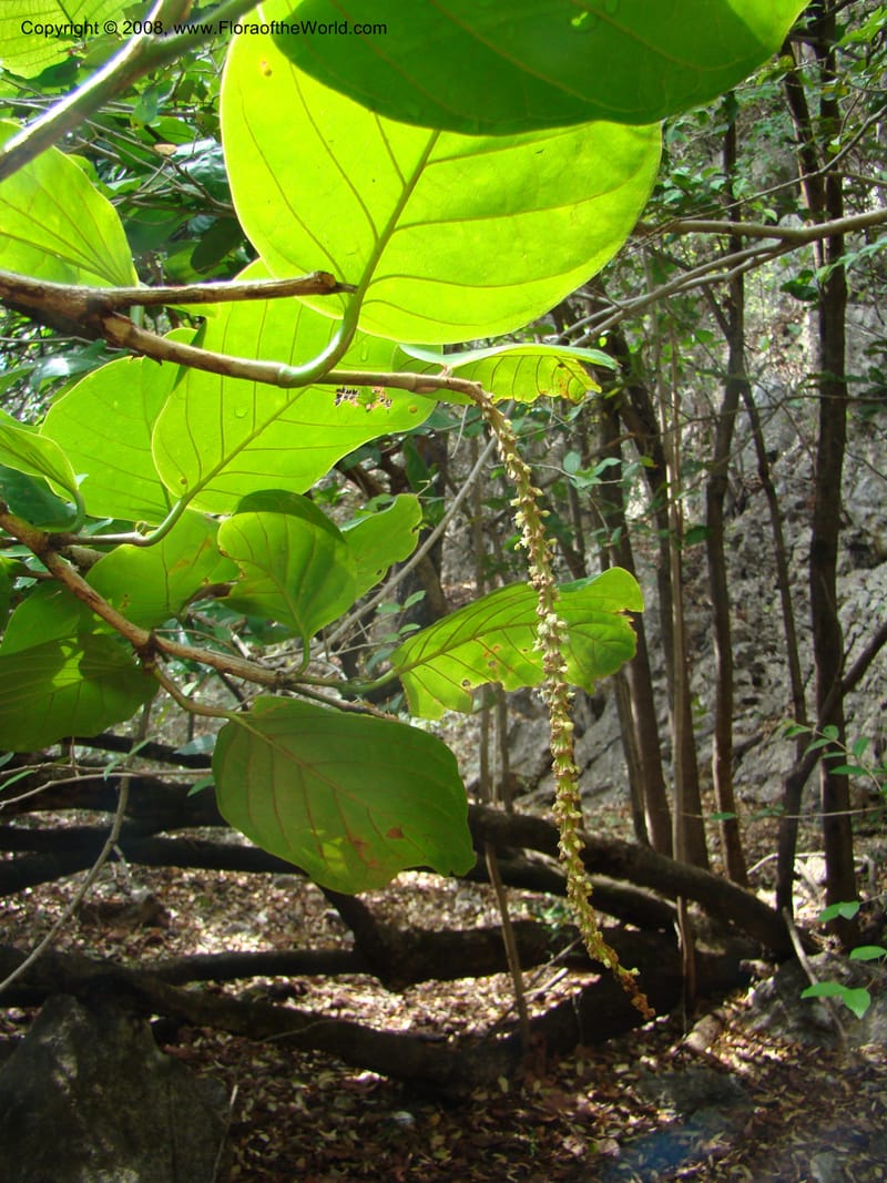 Coccoloba caracasana--Costa Rica. Guanac. Palo Verde Biol. Sta. 6-7 Apr 08. 157.jpg