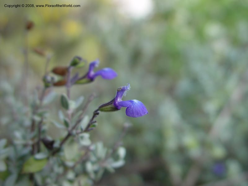 Salvia thymoides--CA. UCLA. Mathias Bot. Gard. 13 Feb 03. 141.jpg
