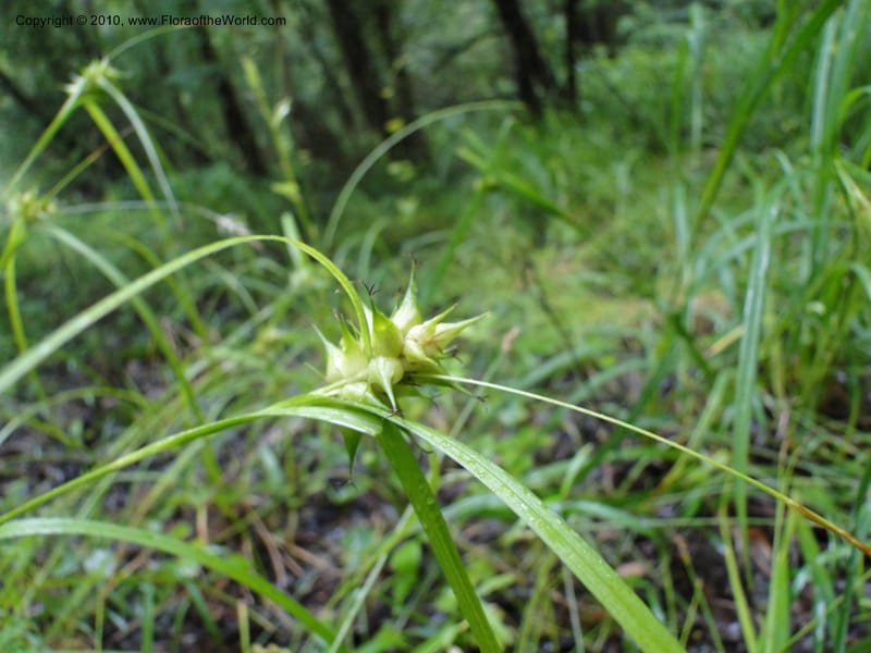 Carex intumescens, Mori, S 27441, North Carolina, Wake Co., Boyce Bridge Rd, 25 May 2010 (25).JPG