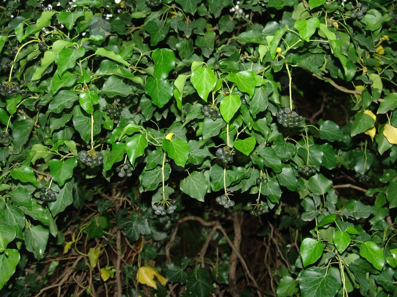 Hedera colchica--Georgia. T'bilisi. Central Botanical Garden. 5 Jun 05. 004.jpg
