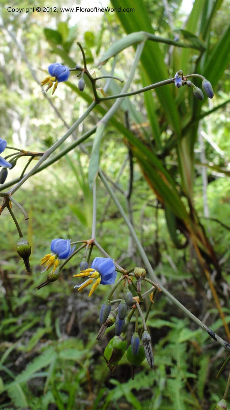Dianella ensifolia, A. Ramahefaharivelo 168--Madagascar. Ambolotara. Ambodini, Vatovavy. 3 May 2010 177 (52).jpg