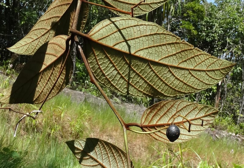Cryptocarya constricta, Munzinger, J 7371--Fiji. Wailevu Rd. 6 Nov 2015. DSC09907 (2).JPG