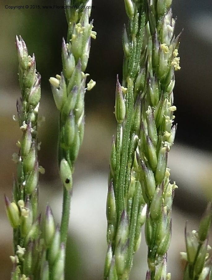 Sporobolus, Davidson, C 12579--Idaho. Valley Co. Lick Cr. Summit. 14 Jul 2014.  (118).JPG