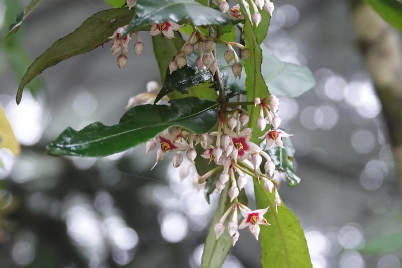 Ardisia virens, D. Boufford 44152--China. Yunnan. Bam Po village. 5 May 2018. DSC02406 (222).JPG