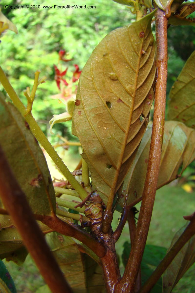 Sterculia villifera, Mori, 27339--French Guiana. Les Nouragues Station. 27 Oct 09. 046.jpg
