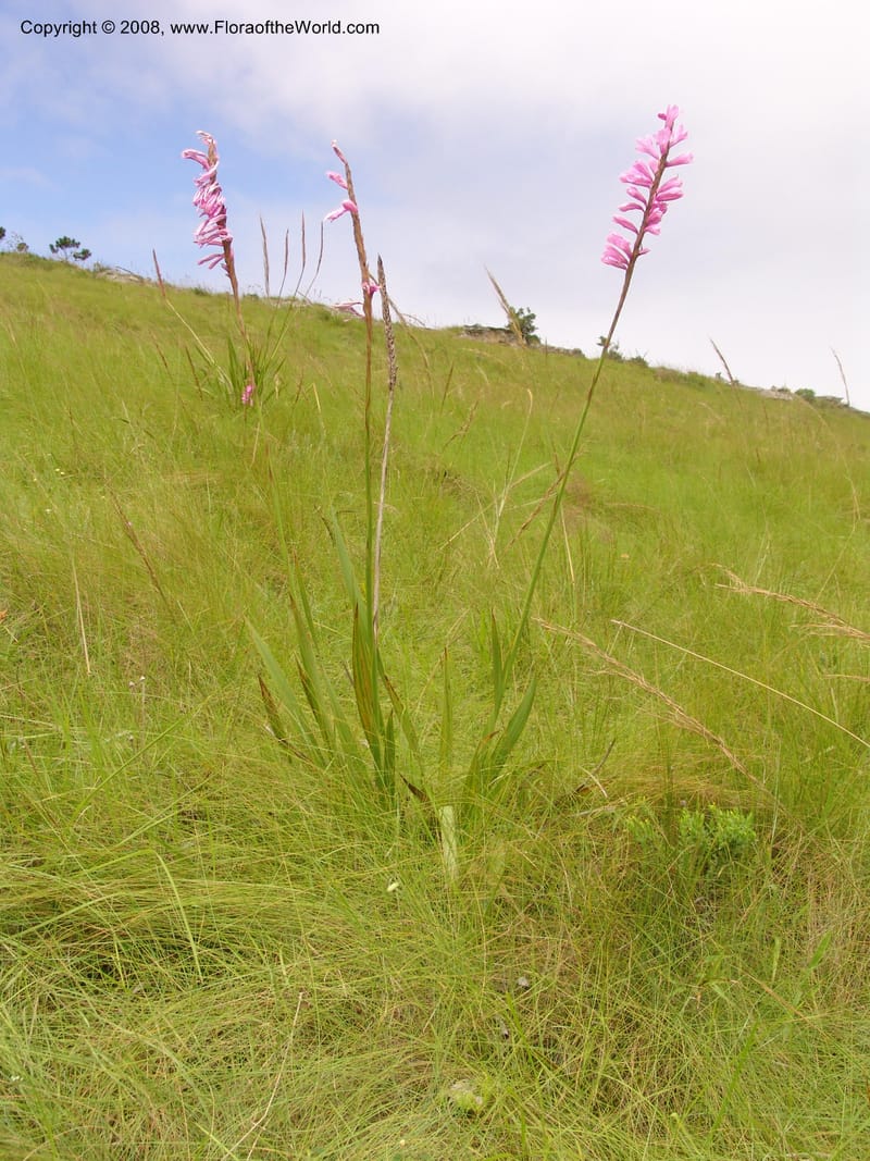 Watsonia densiflora--So.Africa. E. Cape. Umtamvuna Nat. Res. 11 Mch 05. 395.jpg