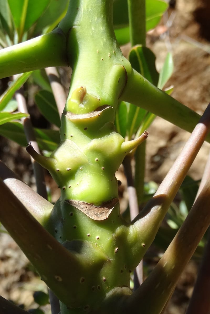 Plerandra polydactylis, Lowry, P 7420--New Caledonia. PinPin. 20 Nov 2015. DSC03938 (119).JPG