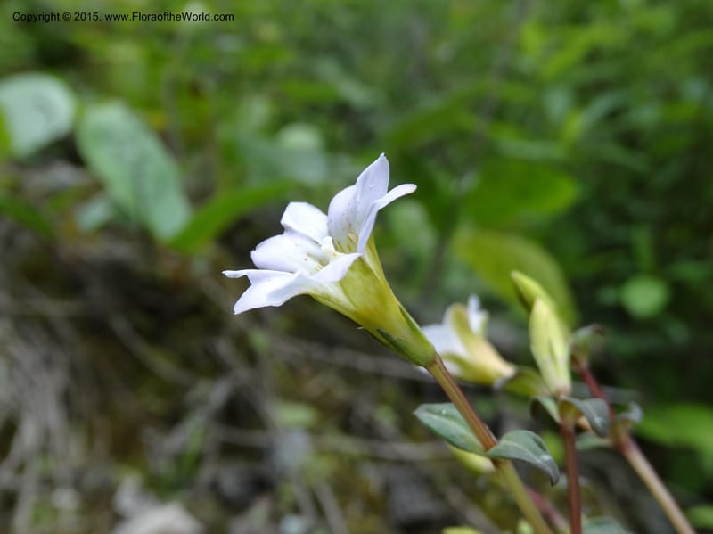 Gentiana, Boufford, D 43705--China. Sichuan. LongDongZhen on Rd. to LeiYuan Shan. 13 May 2014. DSC05860 (77).JPG