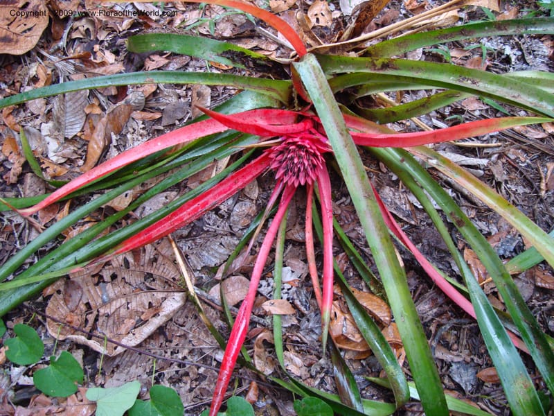 Bromeliaceae...DN15921,Ecuador.Prov.ZamoraC.WawaimePlotEcuacorriente22Sep2007 292.jpg