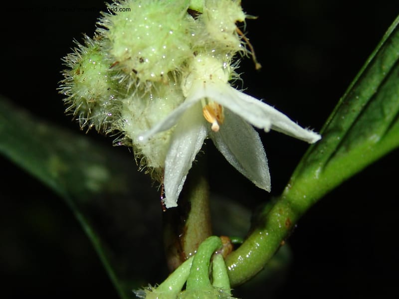 Solanum, Croat 95913--Ecuador. Maquipucuna Biol. Res. Send. al Humedal. 14 Mar 06. 304 (3).jpg