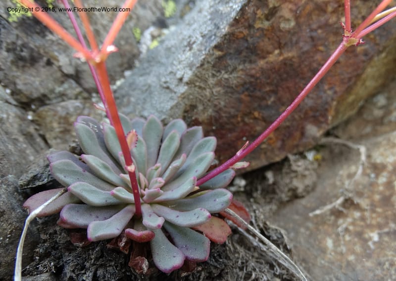 Lewisia columbiana var. wallowensis, Davidson, C 12591--ID. Idaho Co. Seven Devils Camp Ground. 15 Jul 2014. DSC00113 (120).JPG