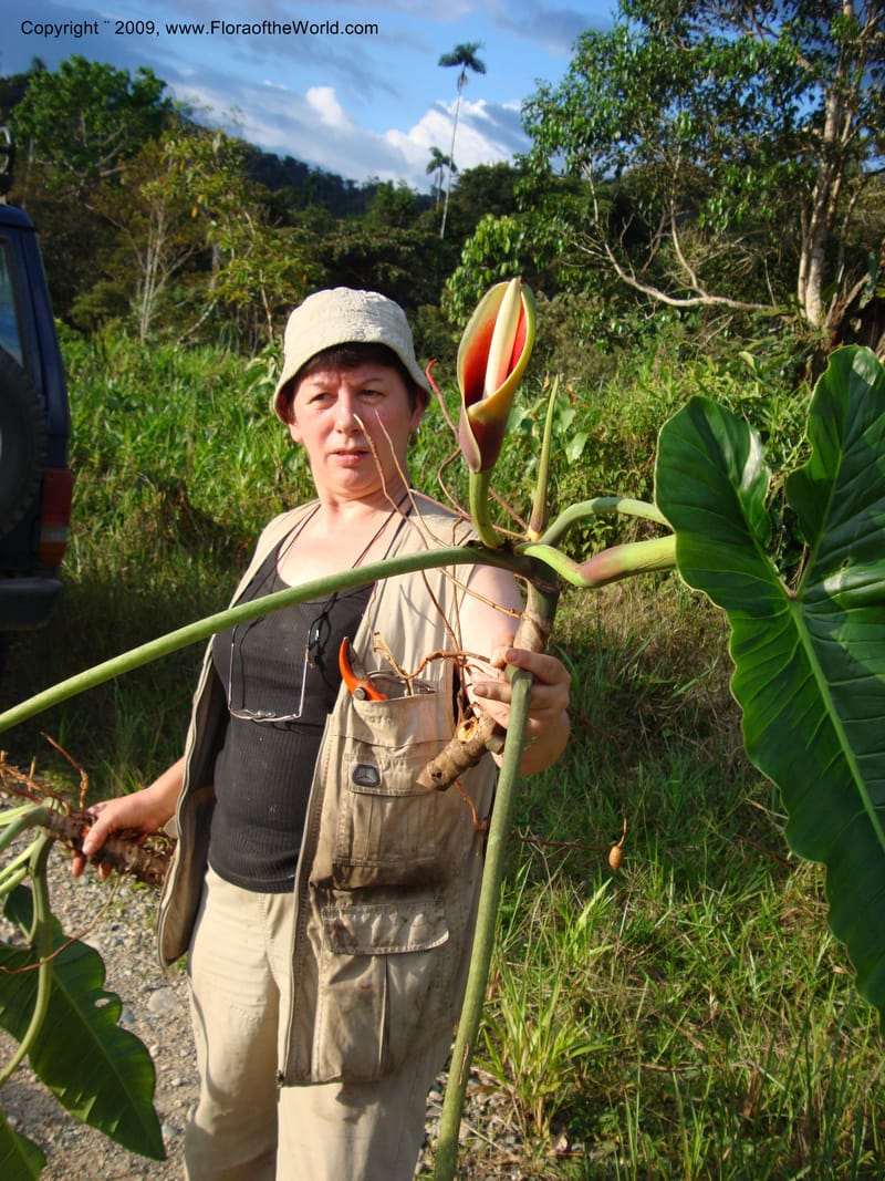 Philodendron deflexum, T. Croat 98842--Ecuador.Prov.ZamoraC.Rio Wawaime Valley19Sep2007 070 (2).jpg
