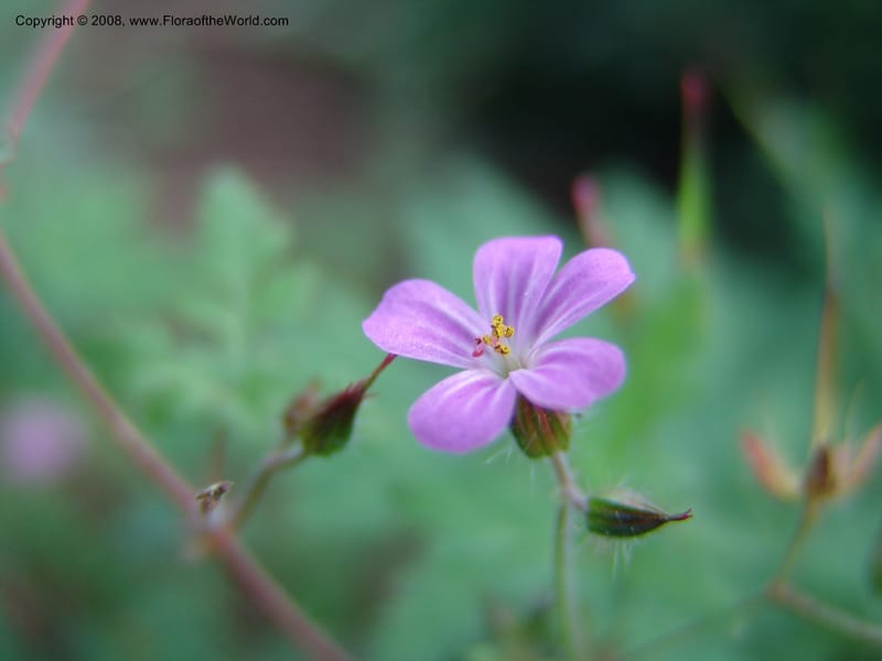 Geranium robertianum--AZ. Arboretum at Flagstaff. 3 Sep 04. 090.jpg