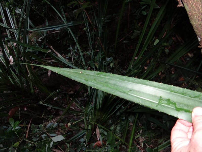 Pandanus acaulescens, Callmander 1040--Thailand. Chiang Mai Prov. Doi Suthep Pui Nat. Park. 7 Nov 2012. DSC07362 (355).JPG