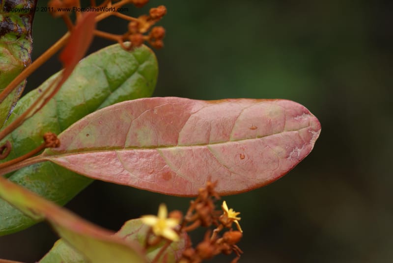 Argophyllum,  Munzinger, J 4878--New Caledonia, Prov S, Mt Dzumac, 20  Nov 2007, DSC07047 (8).JPG