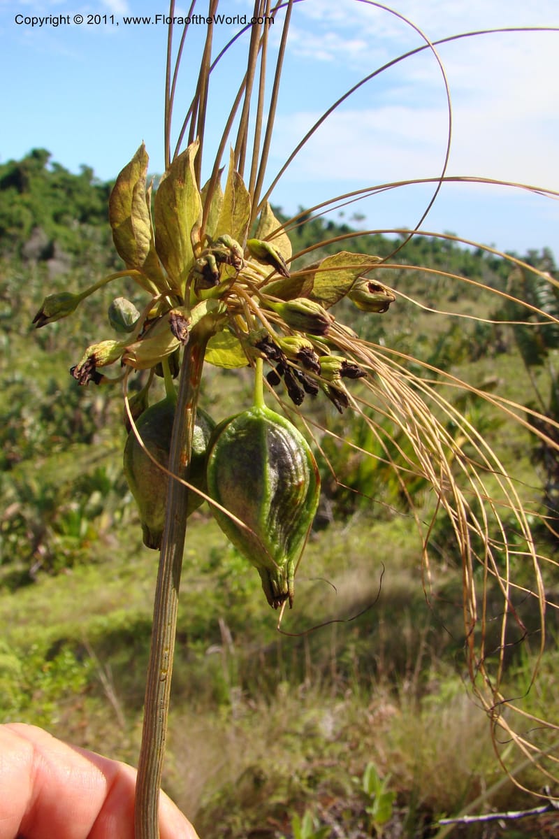 Tacca, Phillipson 6125--Madagascar. Prov. Fianarantsoa. Manombo Nat. Park. 13 Jan 09. 229.jpg