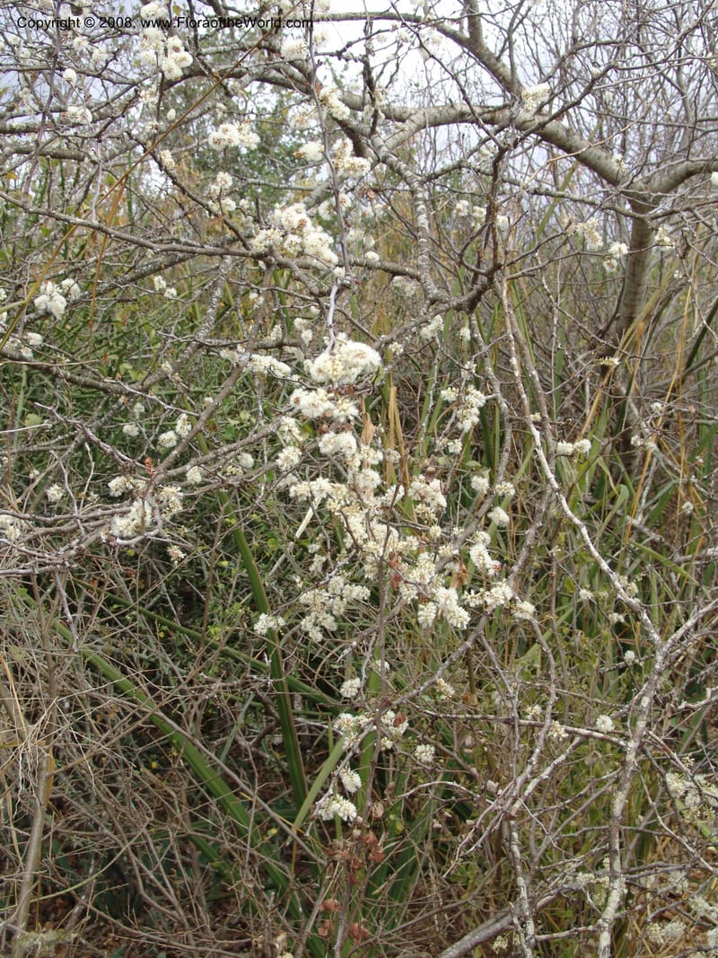 Acacia mellifera--Tanzania. Hwy B1, 25 km SE of Kifaru. 28 Jun 04. 304.jpg