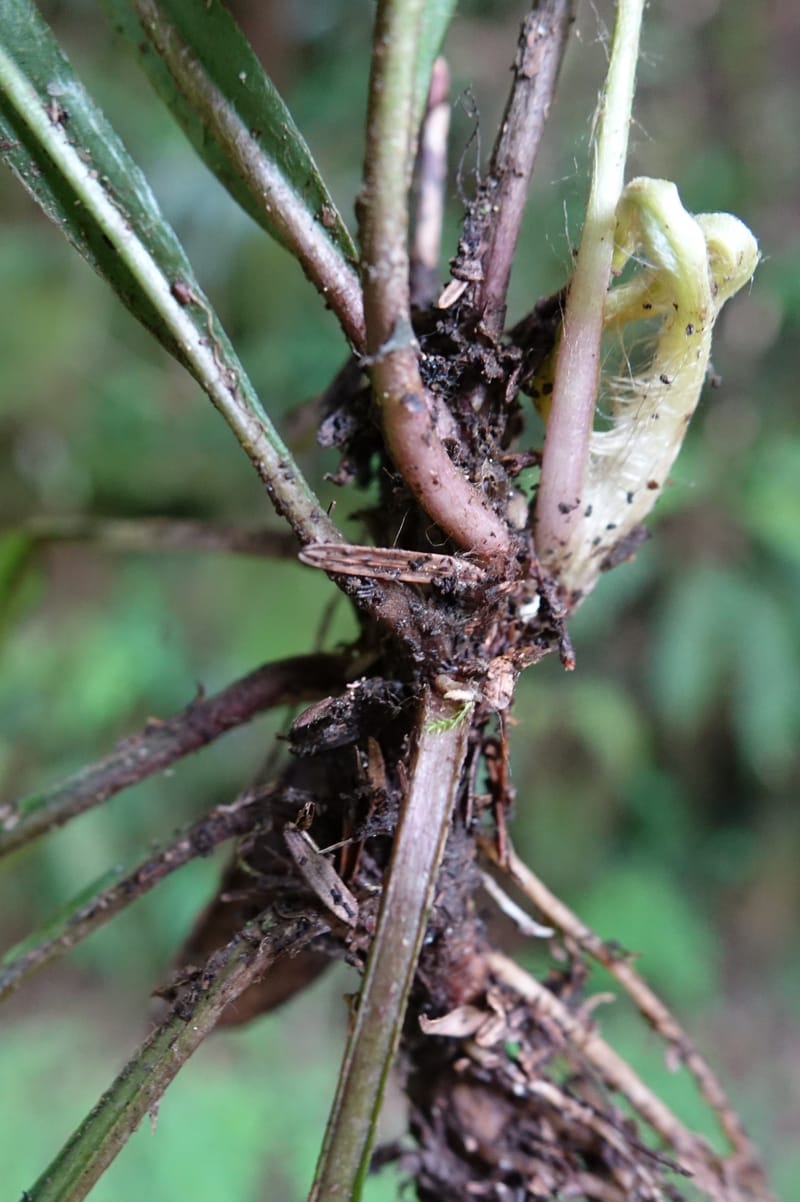 Ainsliaea latifolia, Tseng Yu-Hsin 1331--Taiwan. Taroko Nat. Park. Mt. Bilu Trail. 21 May 2016.  (165).JPG